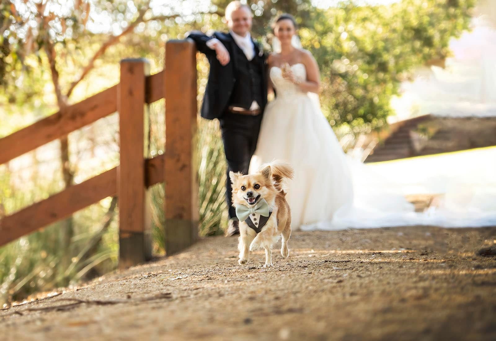 dog-running-in-front-of-bride-an